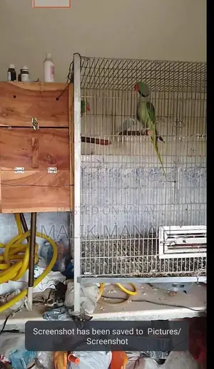 Rabbit Breeding Pair with Large Cage and Accessories