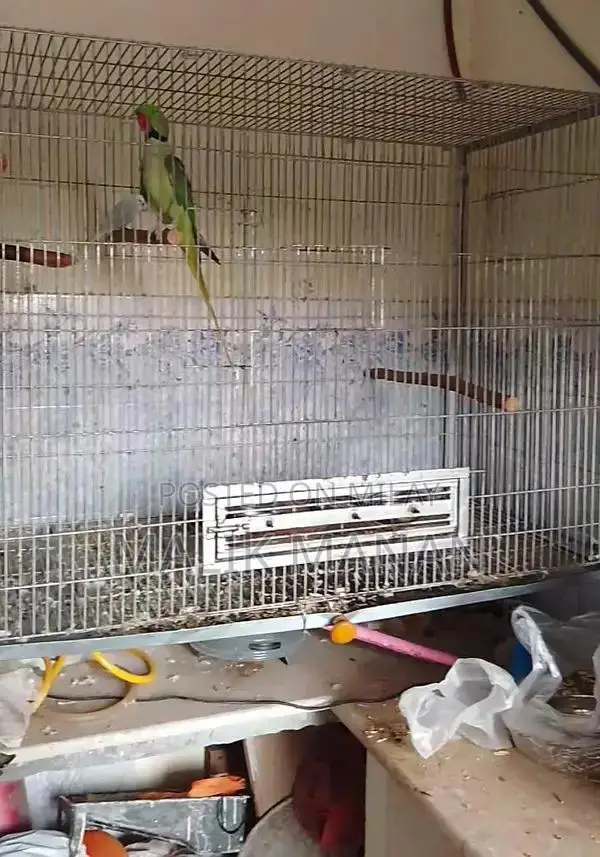 Rabbit Breeding Pair with Large Cage and Accessories