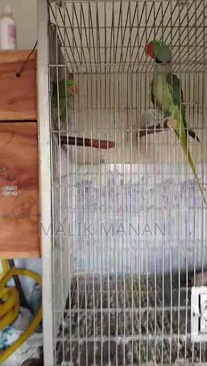 Rabbit Breeding Pair with Large Cage and Accessories