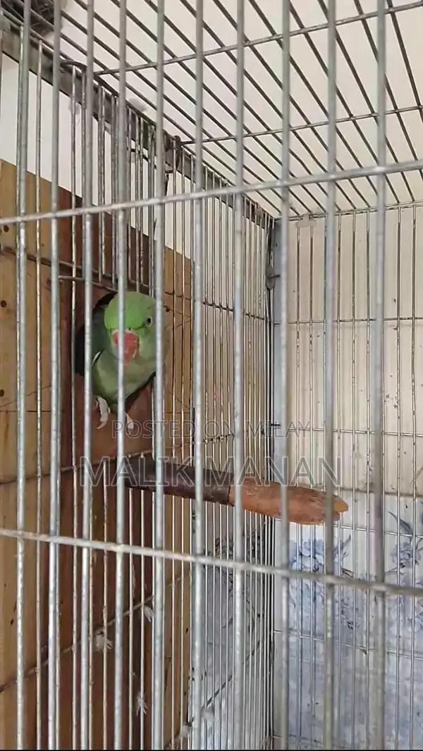 Rabbit Breeding Pair with Large Cage and Accessories