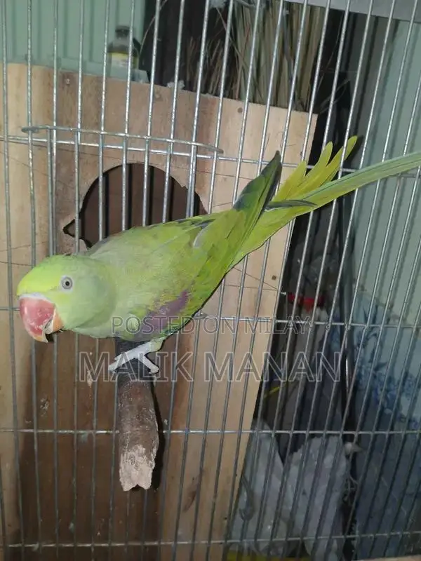 Rabbit Breeding Pair with Large Cage and Accessories