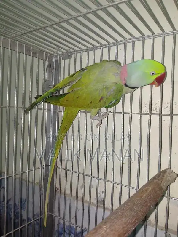 Rabbit Breeding Pair with Large Cage and Accessories