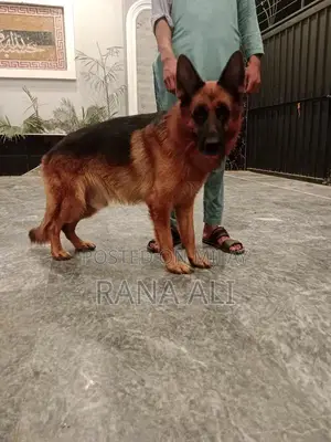 Photo - German Shepherd Male Puppy - Purebred Working Dog