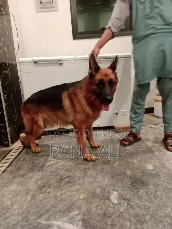 German Shepherd Male Puppy - Purebred Working Dog