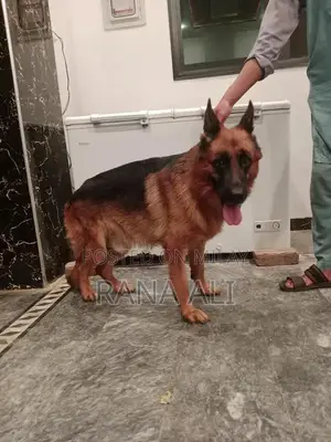 German Shepherd Male Puppy - Purebred Working Dog