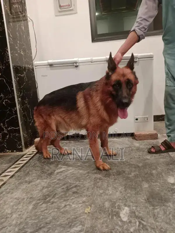 German Shepherd Male Puppy - Purebred Working Dog