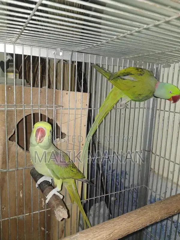 Rabbit Breeding Pair with Large Cage and Accessories