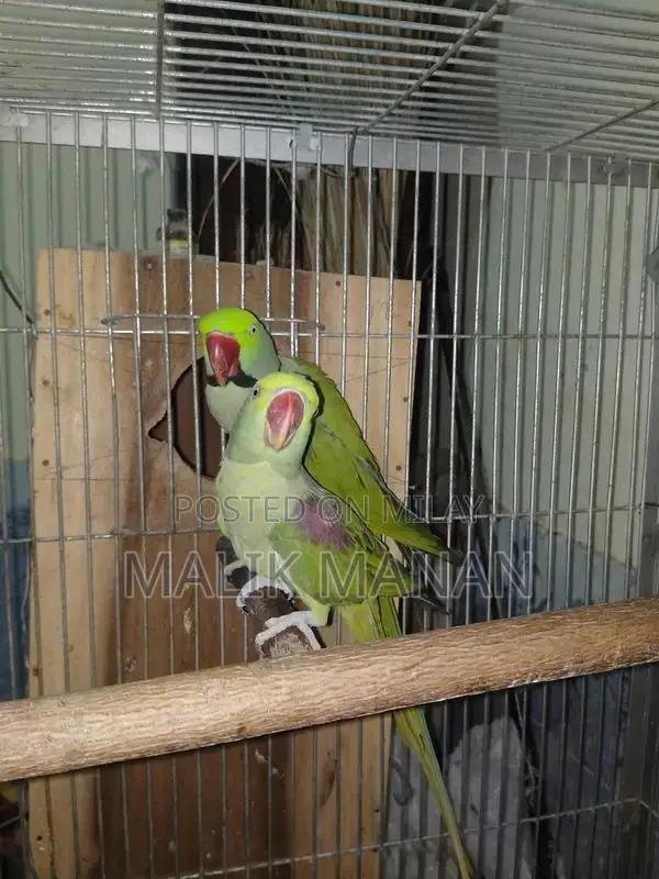 Rabbit Breeding Pair with Large Cage and Accessories