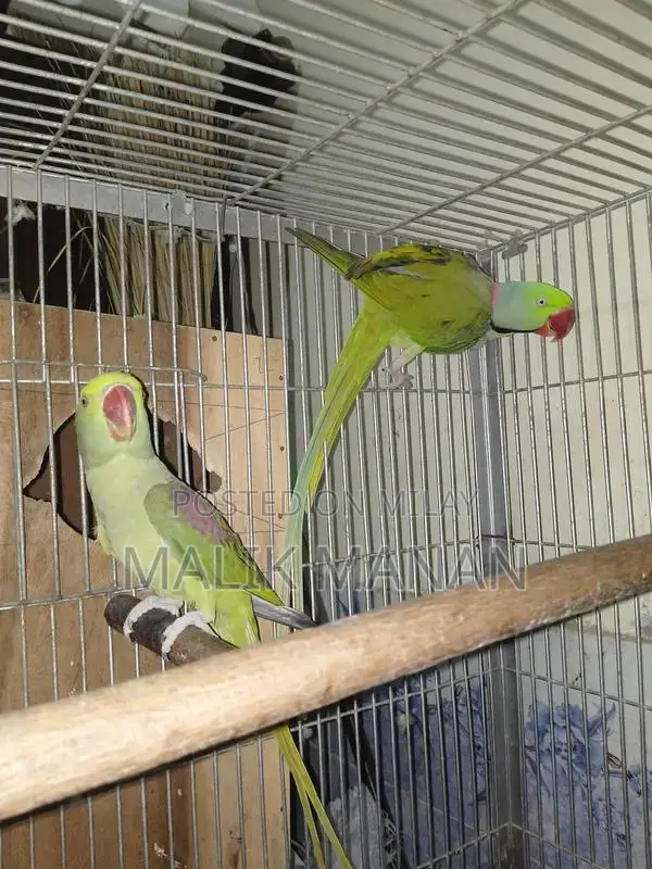 Rabbit Breeding Pair with Large Cage and Accessories