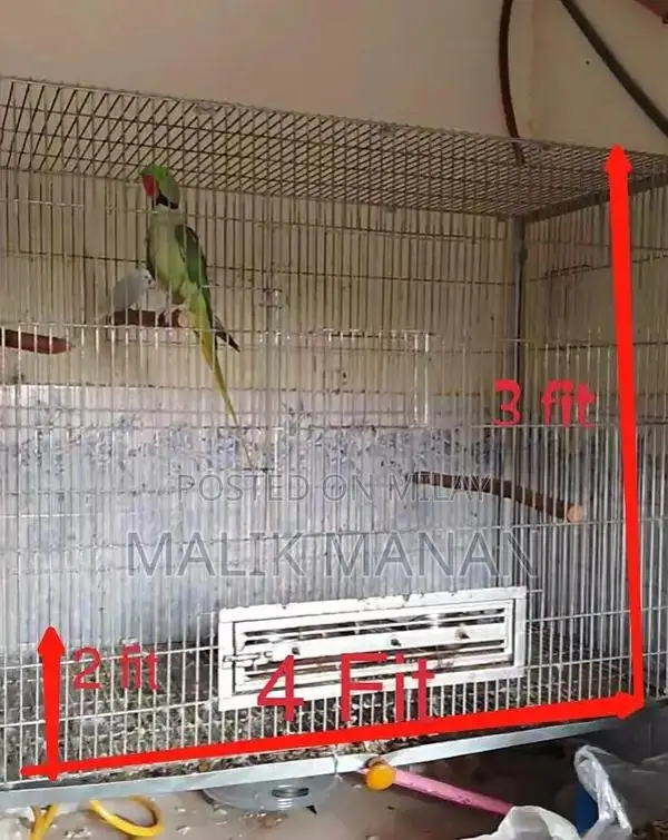 Rabbit Breeding Pair with Large Cage and Accessories