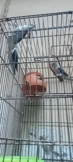 Photo - Healthy Love Birds Breeding Pair - Active and Fertile