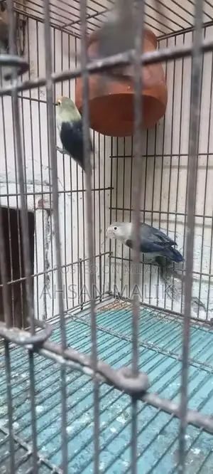 Healthy Love Birds Breeding Pair - Active and Fertile