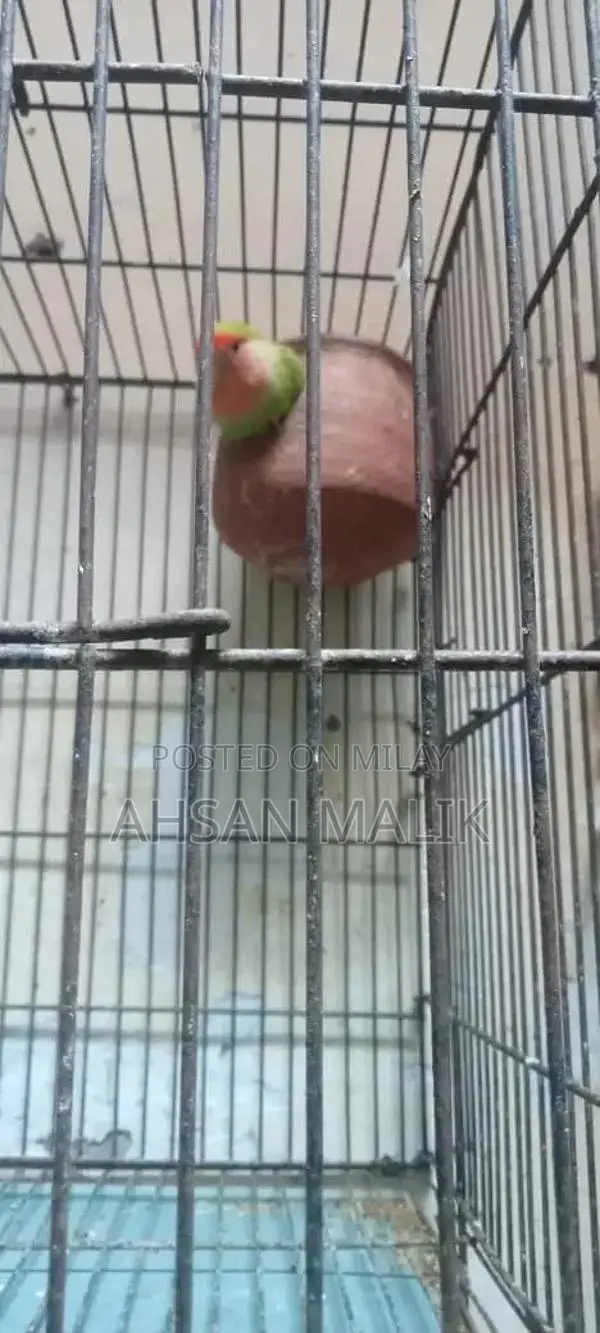 Healthy Love Birds Breeding Pair - Active and Fertile