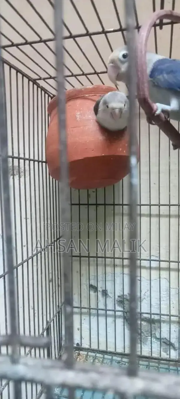 Healthy Love Birds Breeding Pair - Active and Fertile