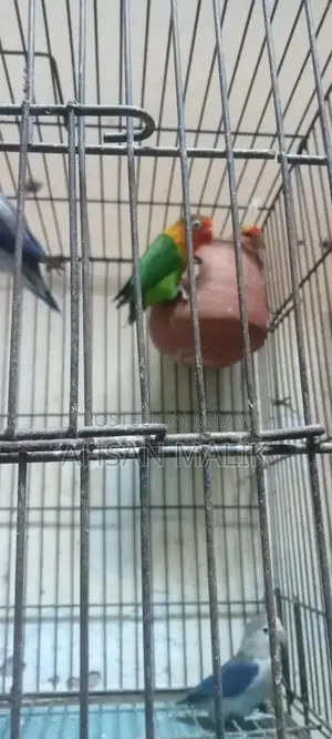 Healthy Love Birds Breeding Pair - Active and Fertile