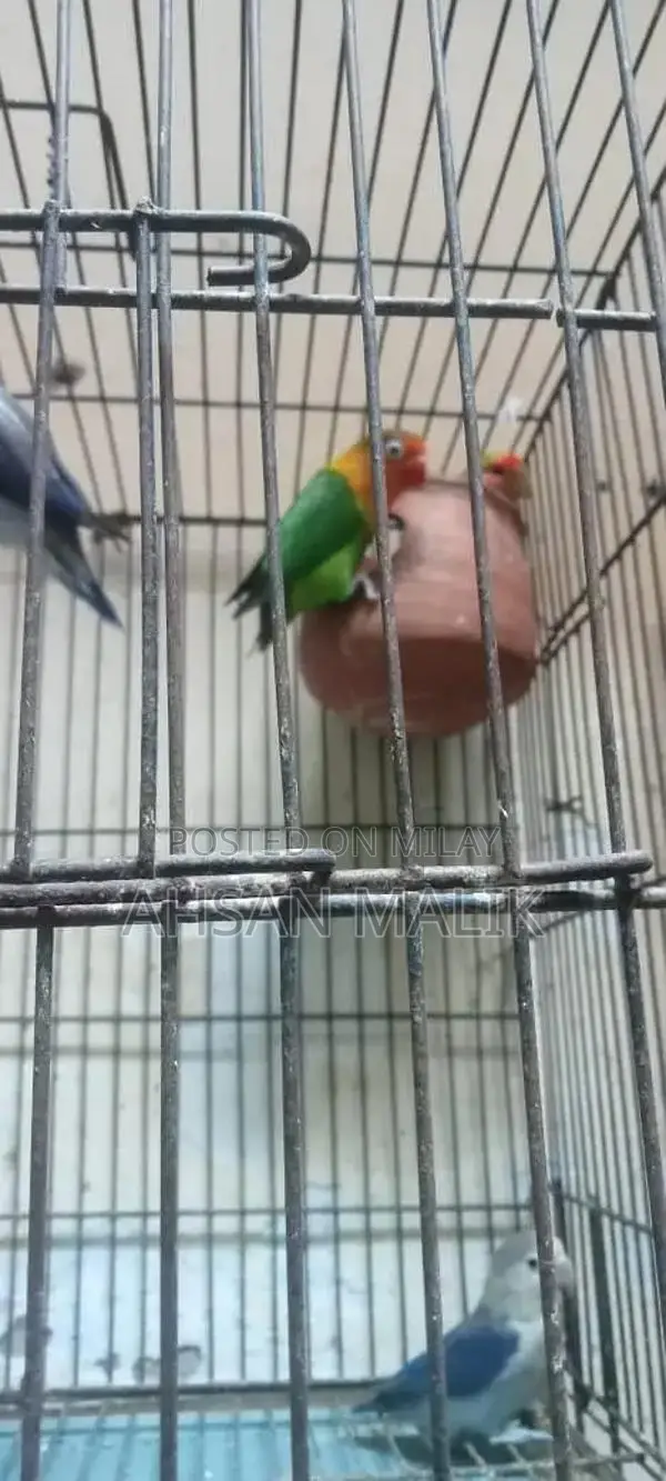 Healthy Love Birds Breeding Pair - Active and Fertile