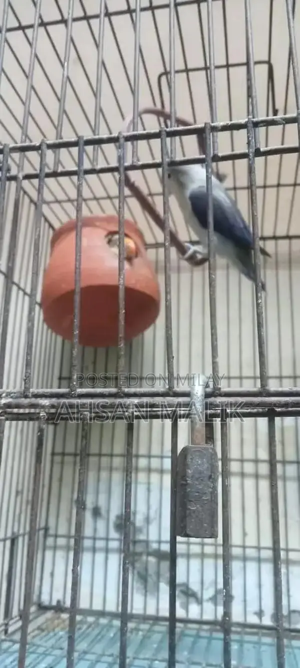 Healthy Love Birds Breeding Pair - Active and Fertile