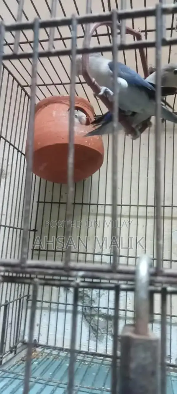 Healthy Love Birds Breeding Pair - Active and Fertile