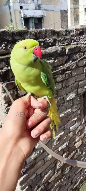 Friendly Hand-Tamed Parrot - Perfect Family Companion