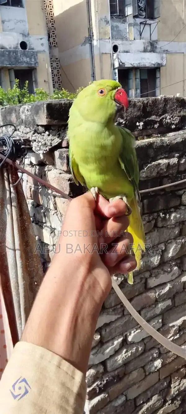 Friendly Hand-Tamed Parrot - Perfect Family Companion
