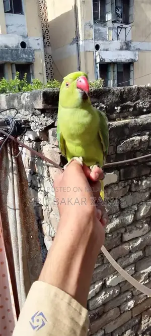 Friendly Hand-Tamed Parrot - Perfect Family Companion