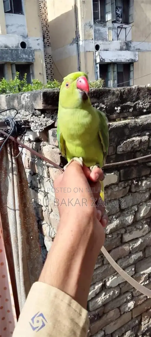 Friendly Hand-Tamed Parrot - Perfect Family Companion