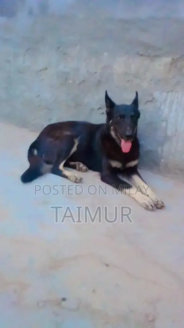 Belgian Beach Dogs - Trained Intelligent Companions