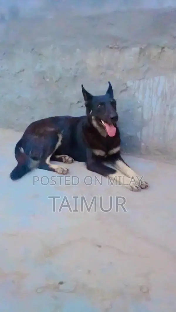 Belgian Beach Dogs - Trained Intelligent Companions