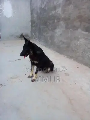 Belgian Beach Dogs - Trained Intelligent Companions