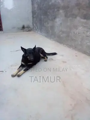 Belgian Beach Dogs - Trained Intelligent Companions