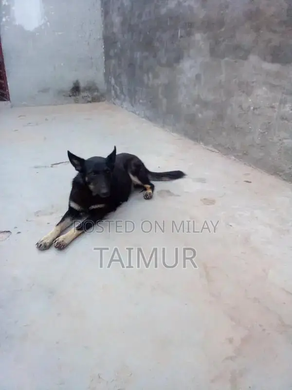 Belgian Beach Dogs - Trained Intelligent Companions