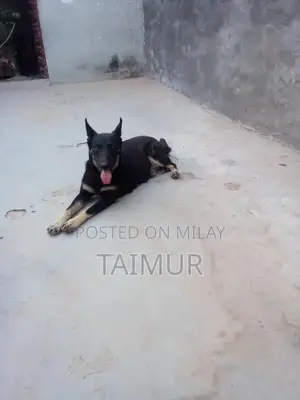 Belgian Beach Dogs - Trained Intelligent Companions