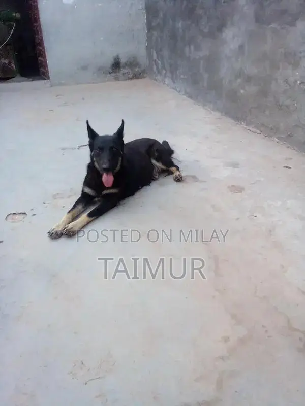 Belgian Beach Dogs - Trained Intelligent Companions