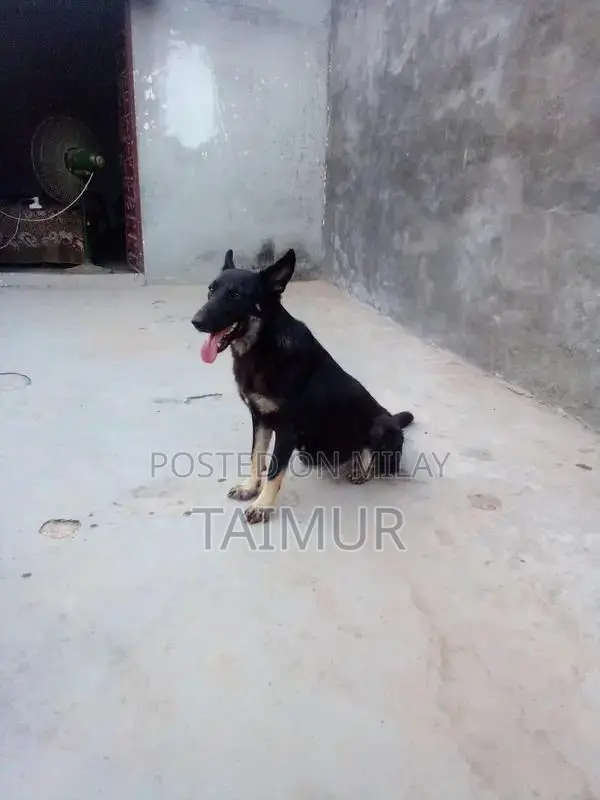 Belgian Beach Dogs - Trained Intelligent Companions