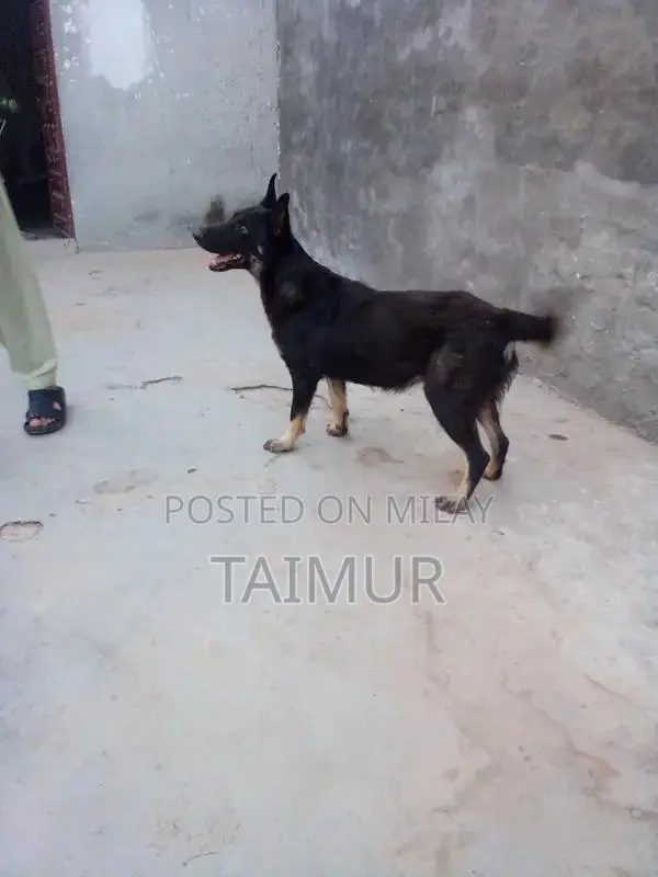 Belgian Beach Dogs - Trained Intelligent Companions