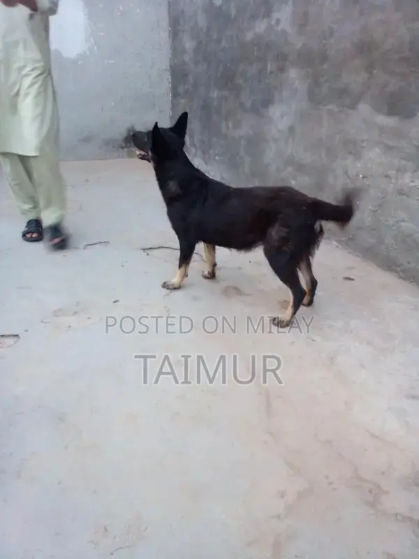 Belgian Beach Dogs - Trained Intelligent Companions