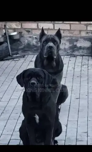 Photo - Cane Corso Puppies - Show Quality Purebred Dogs from Russia