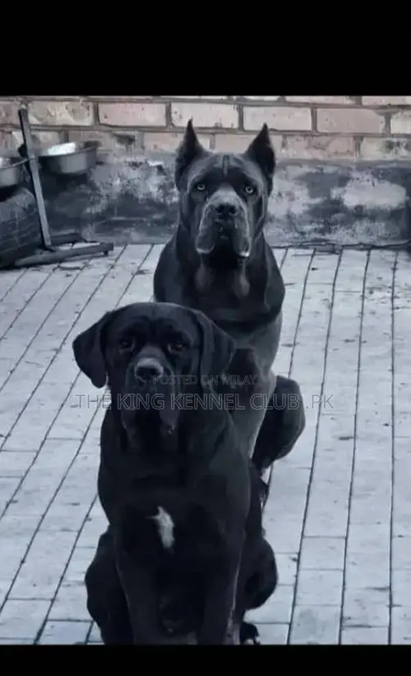 Cane Corso Puppies - Show Quality Purebred Dogs from Russia