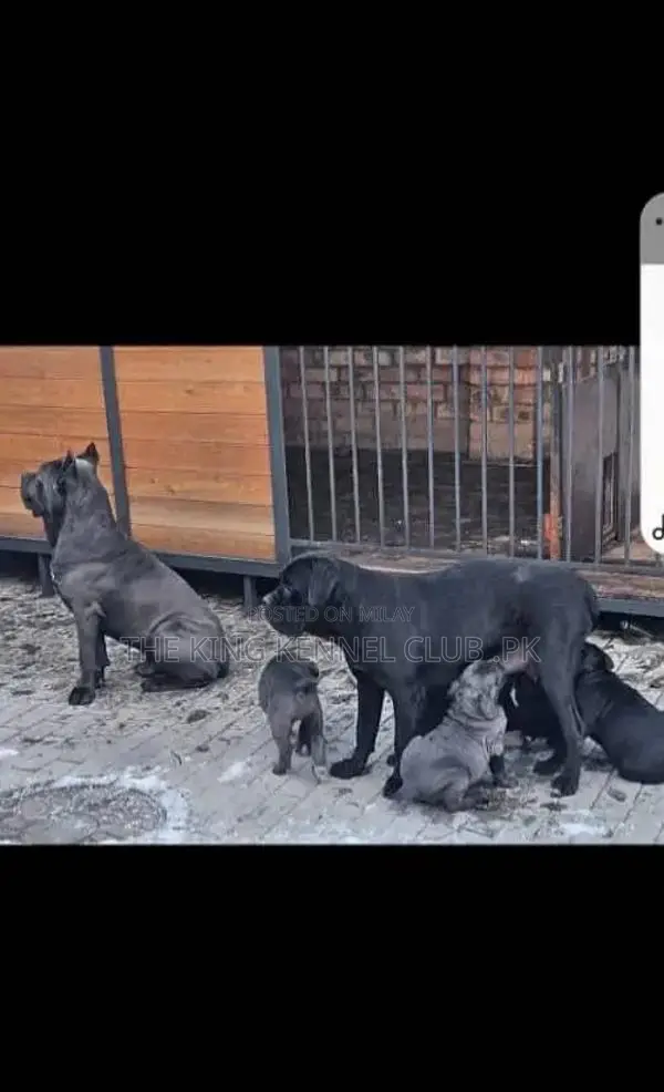 Cane Corso Puppies - Show Quality Purebred Dogs from Russia