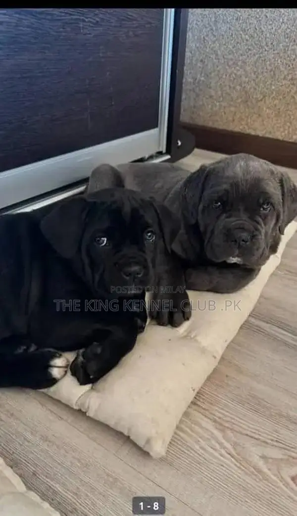 Cane Corso Puppies - Show Quality Purebred Dogs from Russia
