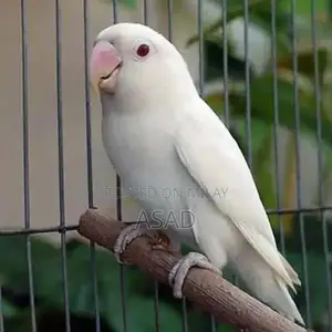 Photo - Albino Breeder Bird Pair Setup - Red and Black Eyes