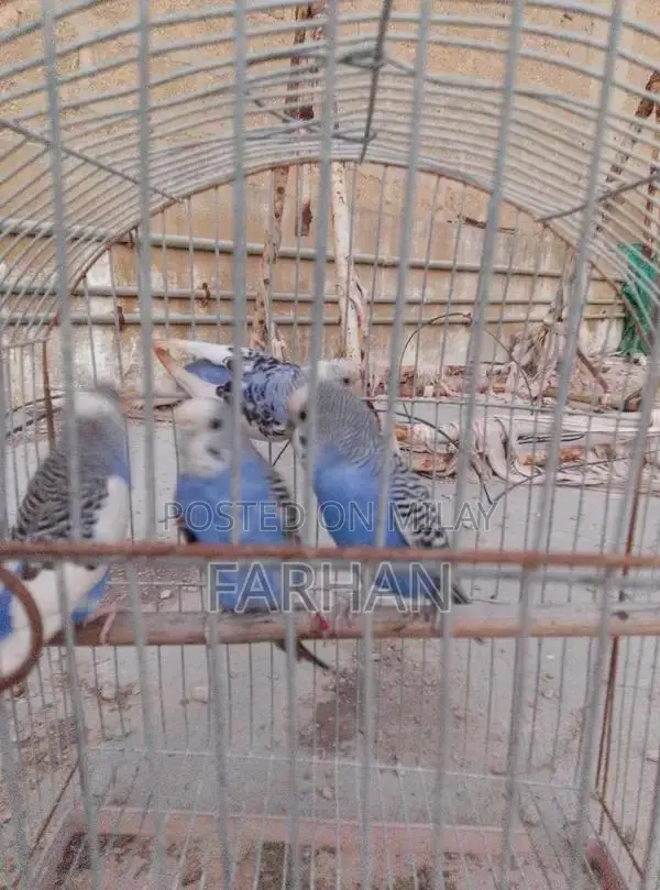 Breeding Pair of Healthy, Active Young Budgerigars