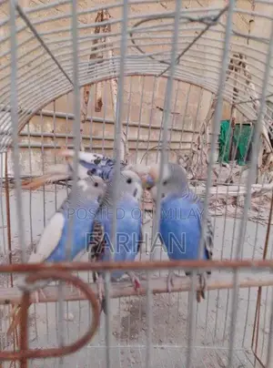 Breeding Pair of Healthy, Active Young Budgerigars