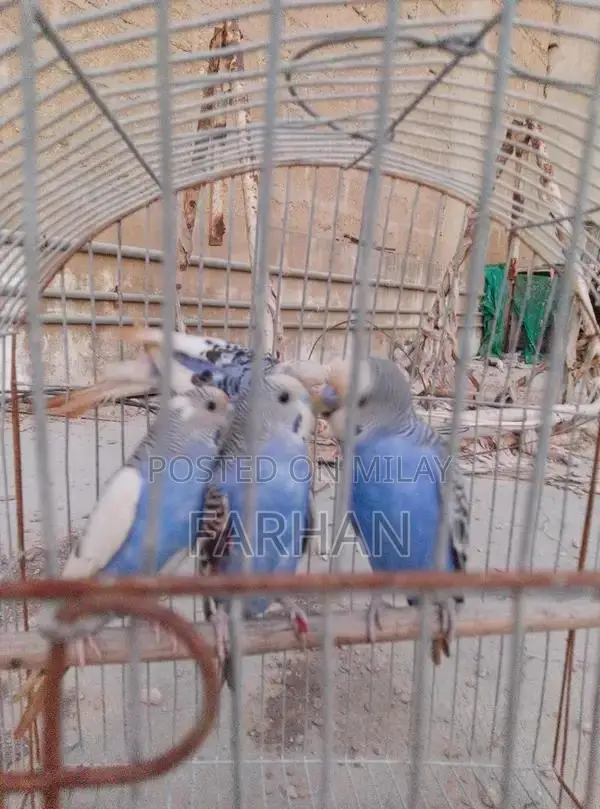 Breeding Pair of Healthy, Active Young Budgerigars