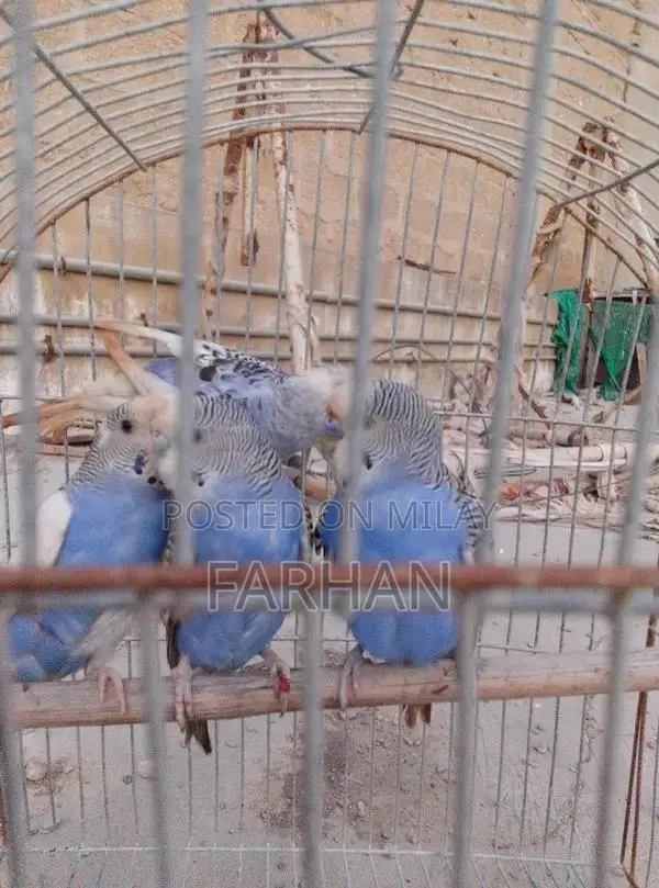 Breeding Pair of Healthy, Active Young Budgerigars