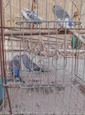 Breeding Pair of Healthy, Active Young Budgerigars