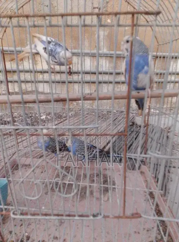 Breeding Pair of Healthy, Active Young Budgerigars