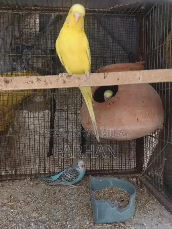 Breeding Pair of Healthy, Active Young Budgerigars