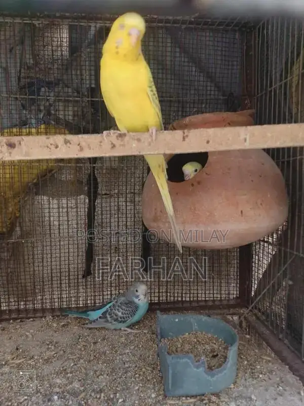 Breeding Pair of Healthy, Active Young Budgerigars
