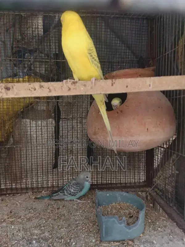 Breeding Pair of Healthy, Active Young Budgerigars